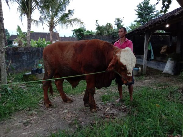 Kerja Bakti Lokasi Area Qurban